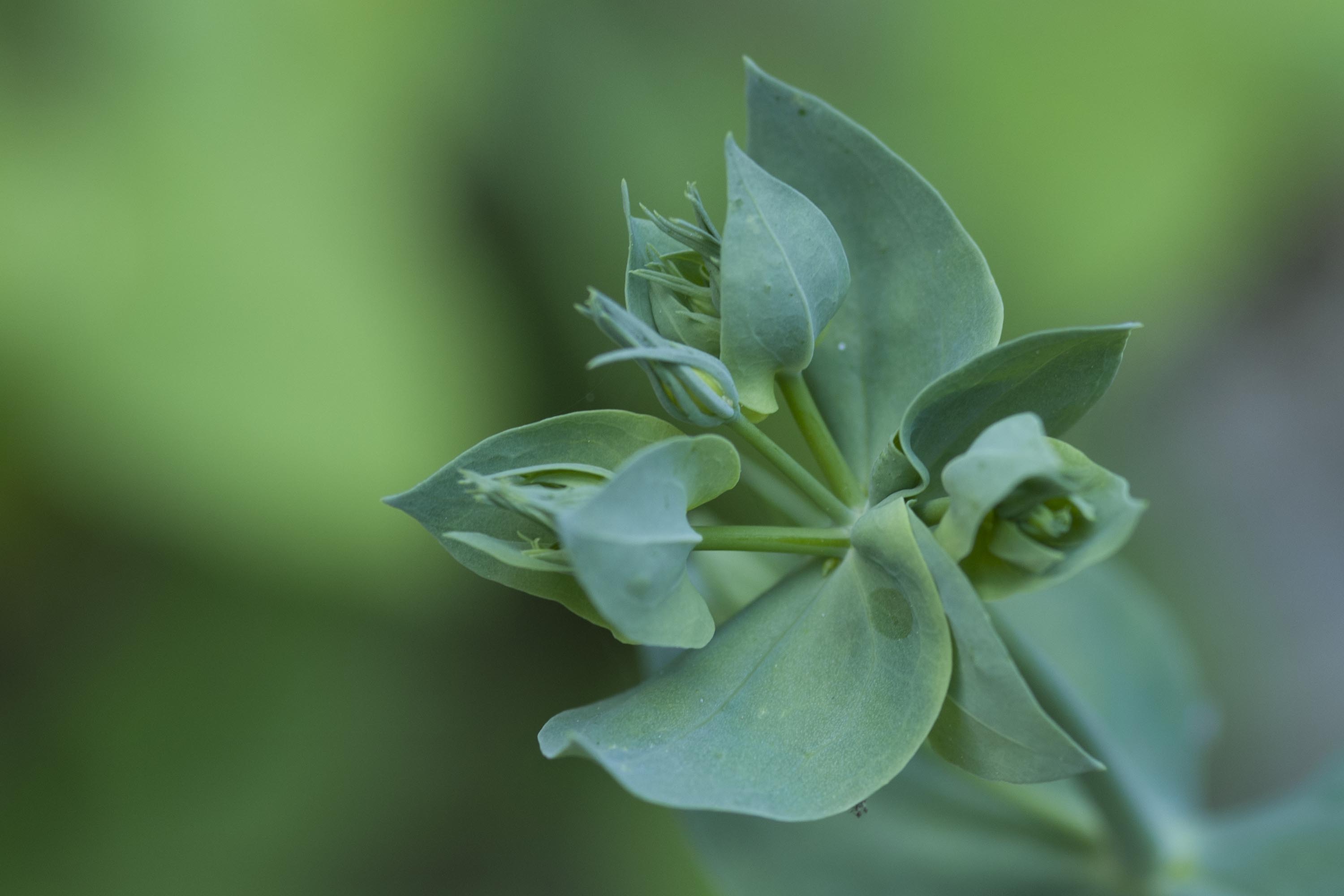 Blackstonia perfoliata / Centauro giallo